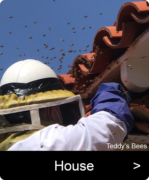 Picture of bees getting into the eave of a home. nav link image