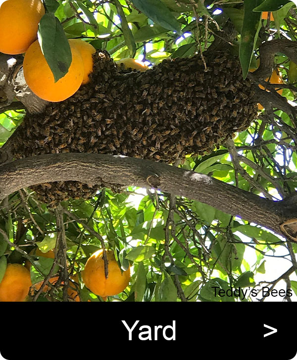 Picture of a bee swarm on an orange tree. nav link image
